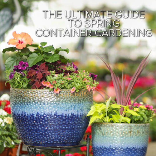 The Ultimate Guide to Spring Container Gardening