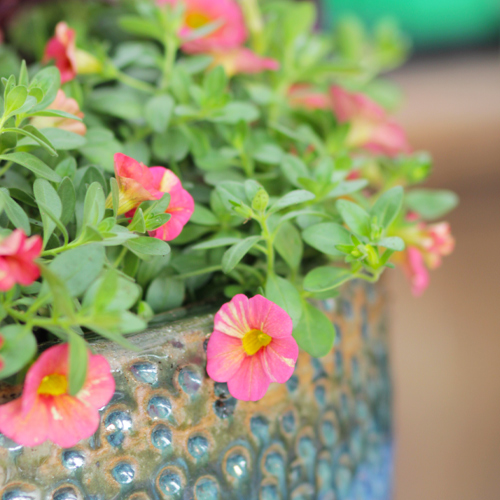 superbells Calibrachoa