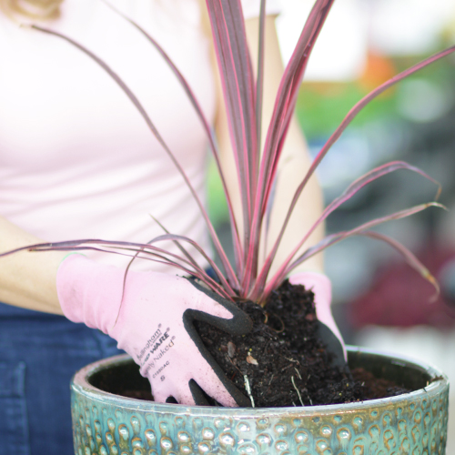 cordyline