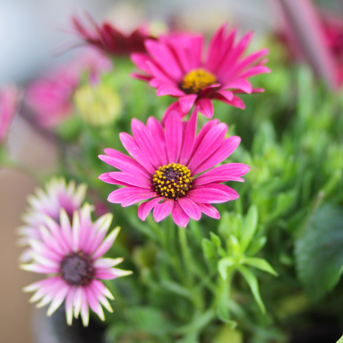 african daisy