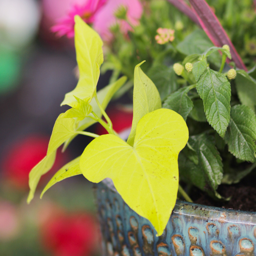 sweet potato vine