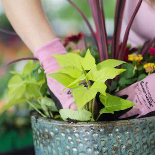 planting sweet potato vines