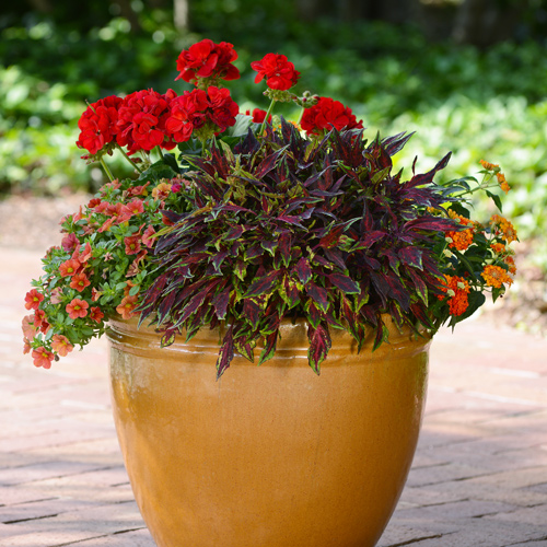 spring container gardening