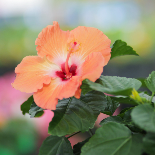 tropical hibiscus