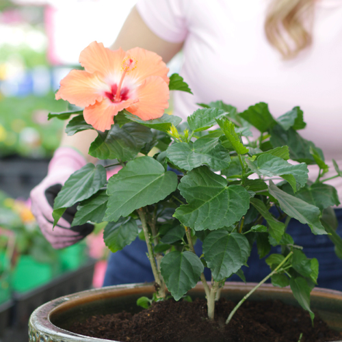 planting tropical hibiscus