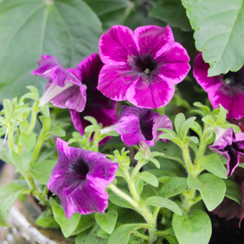 petunias