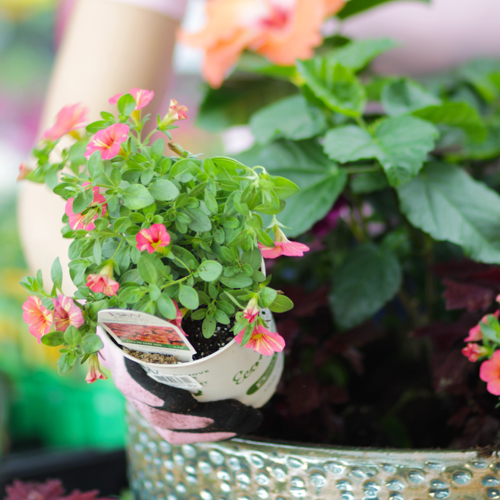 Calibrachoa