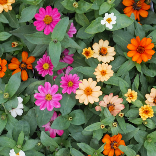 zinnias