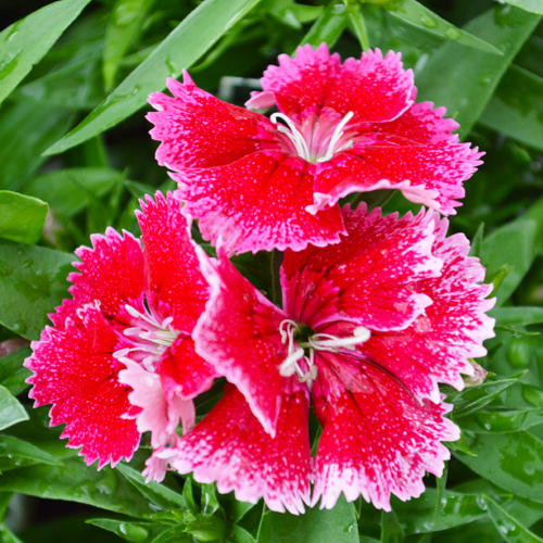 dianthus