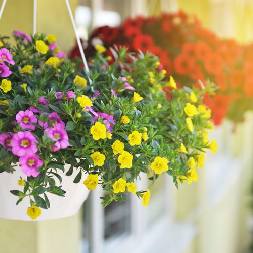 hanging baskets