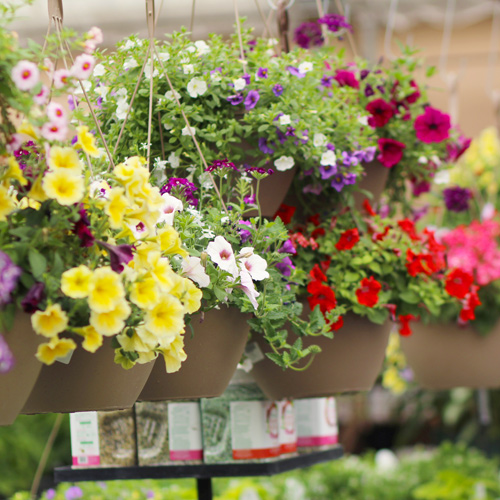 hanging baskets in store