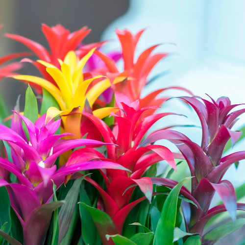 bromeliad plants