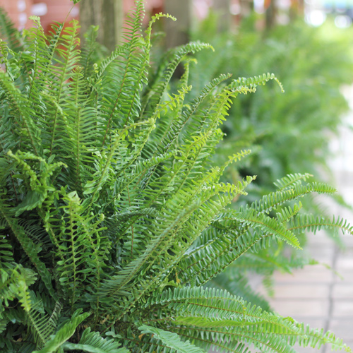 kimberly queen fern