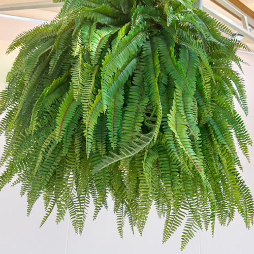 kimberly queen fern hanging basket