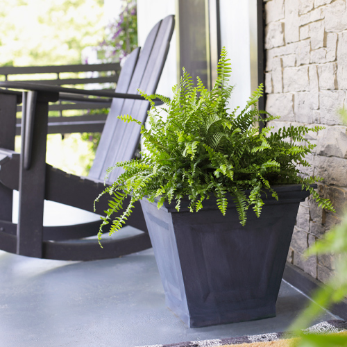 potted fern