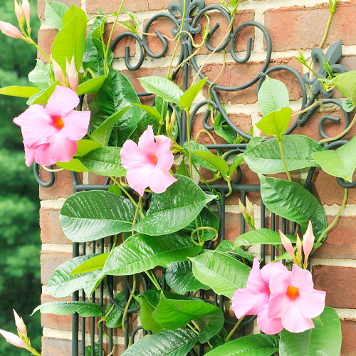 mandevilla vine