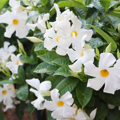 white Mandevilla