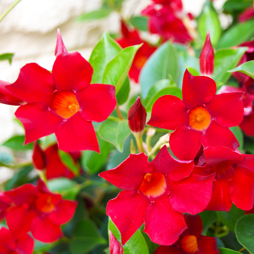 red Mandevilla