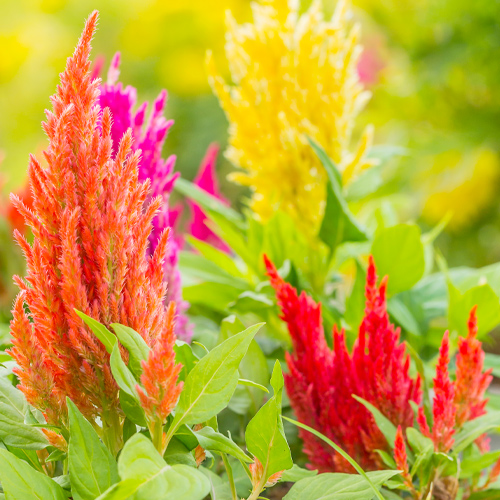 celosia