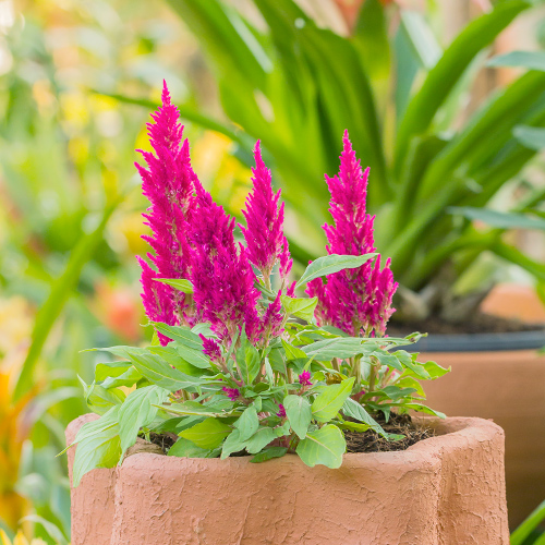 potted celosia