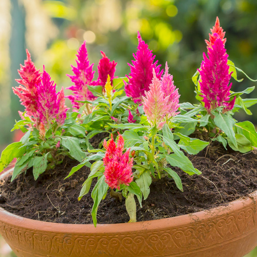 spring color with celosia