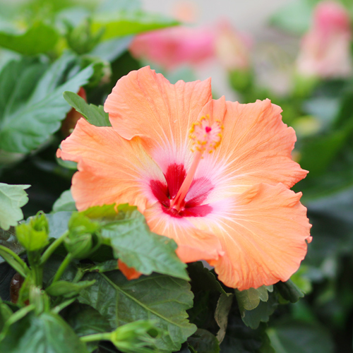 tropical hibiscus