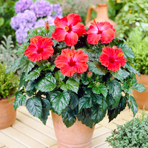 potted tropical hibiscus