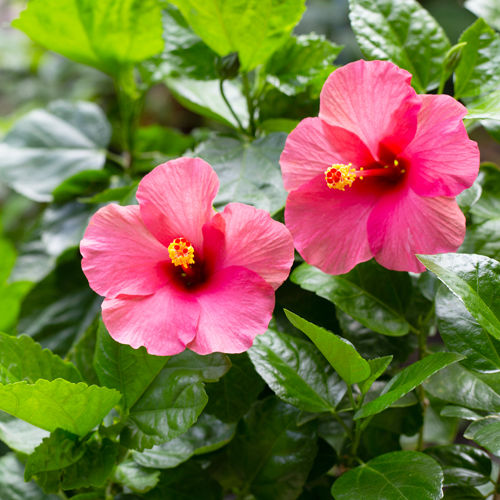 pink hibiscus