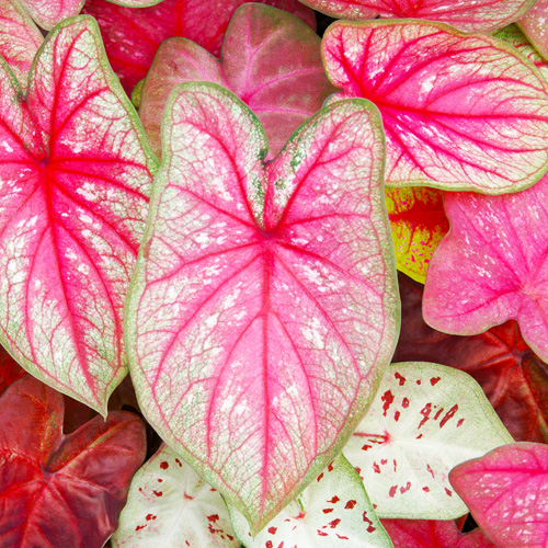 caladiums