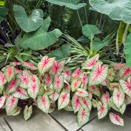 caladiums in flowerbed