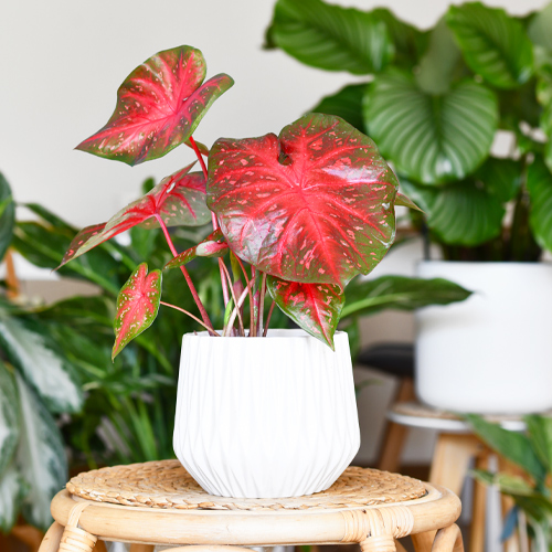 potted caladiums