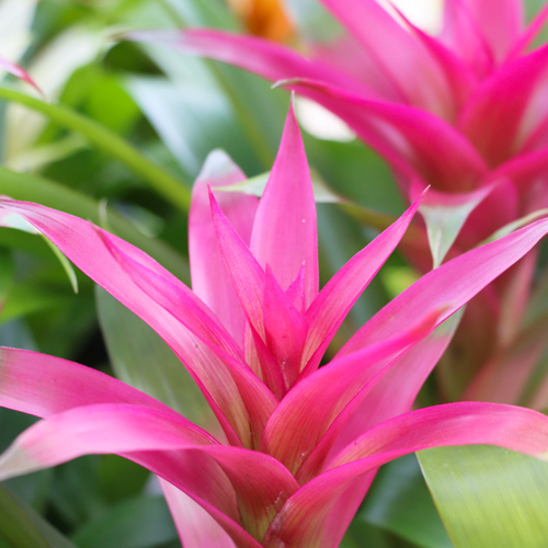 pink bromeliad