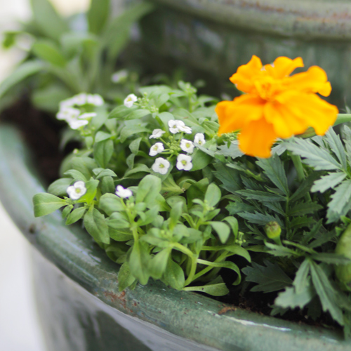 pollinator plants