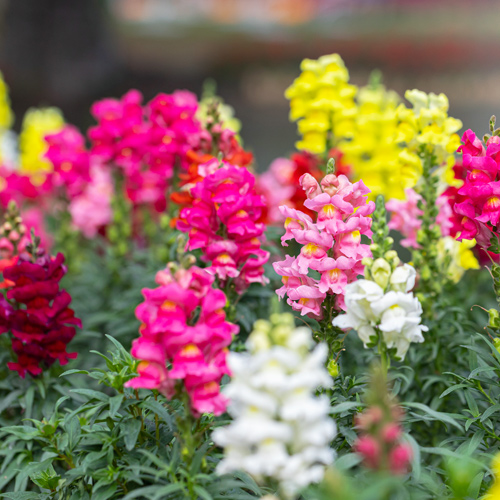 snapdragons