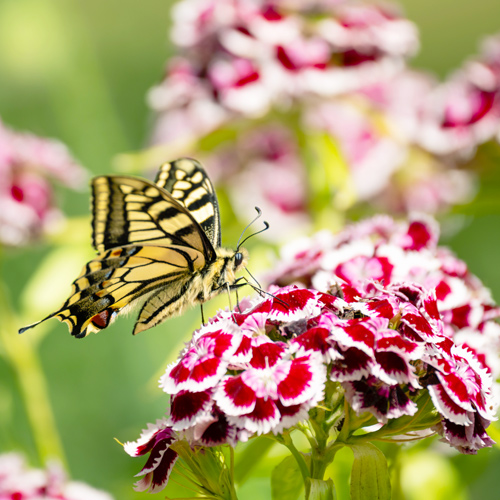 dianthus