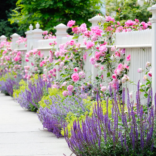 pollinator garden diversity