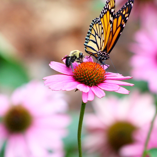 purple coneflower