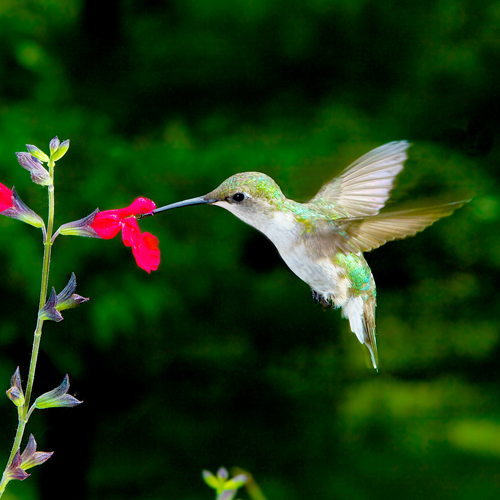 hummingbird