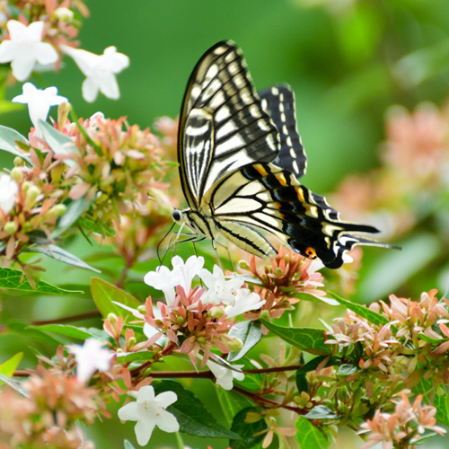 butterfly on abelia