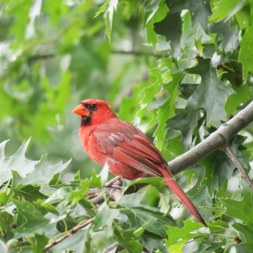 bird on tree branch