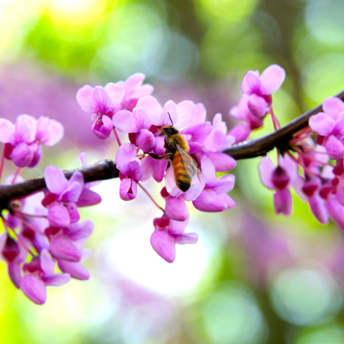 bee on redbud