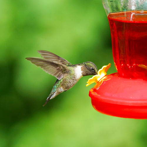 hummingbird feeder