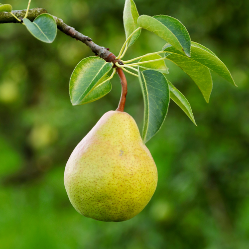 pear