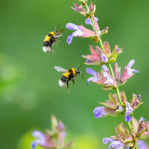 bees on salvia