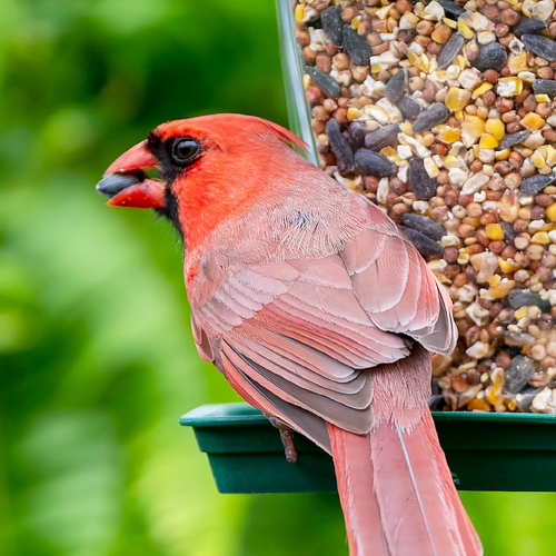 cardinal eating bird seed