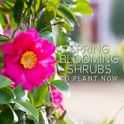 Spring Blooming Shrubs to Plant Now | Must-Have Spring Shrubs