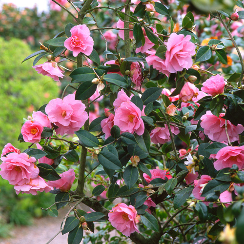 camellia shrub