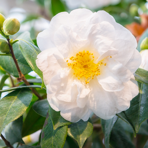 white camellia