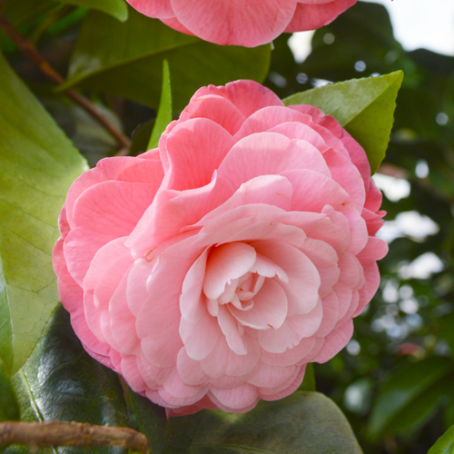 pink camellia