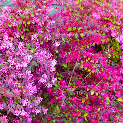 fringe flower shrub